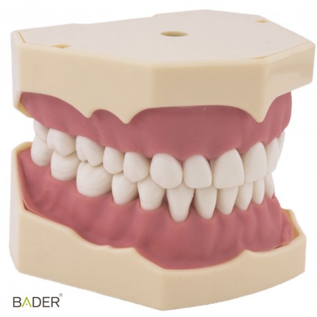 TIPODONTO AG-3 ADULTO + DESTORNILLADOR