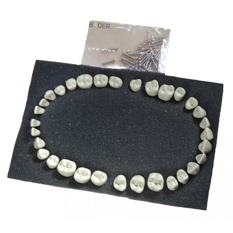 [0905000-1] SET 32 DIENTES REPOSICIÓN PARA TIPODONTO AG3 ADULTO
