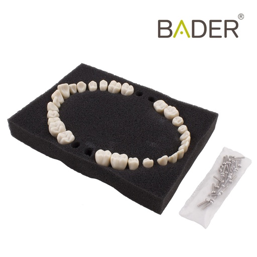 [0905000-6] SET 28 DIENTES REPOSICIÓN TIPODONTO ANA-4