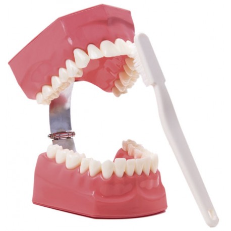 [0904002] MACROMODELO BODY ON CON CEPILLO